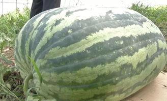 每天看娱乐吃瓜会怎么样,生活百态尽收眼底